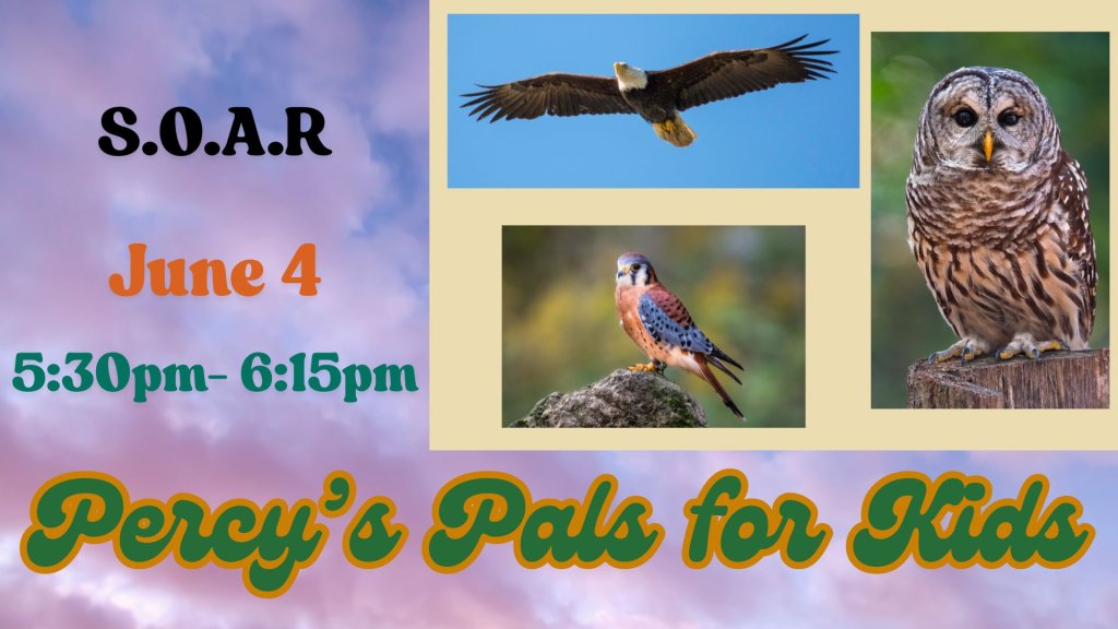 Kids’ What’s on Wednesday: SOAR