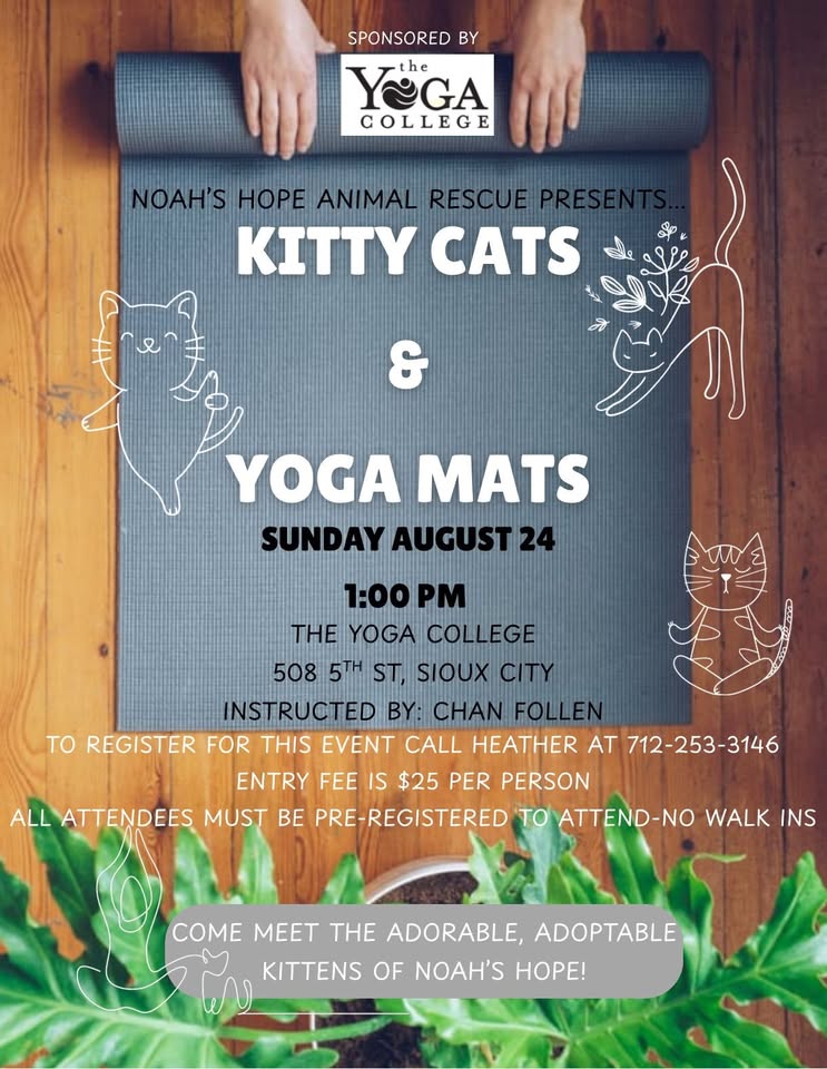 Kitty Cats and Yoga Mats Kitty Cats and Yoga Mats