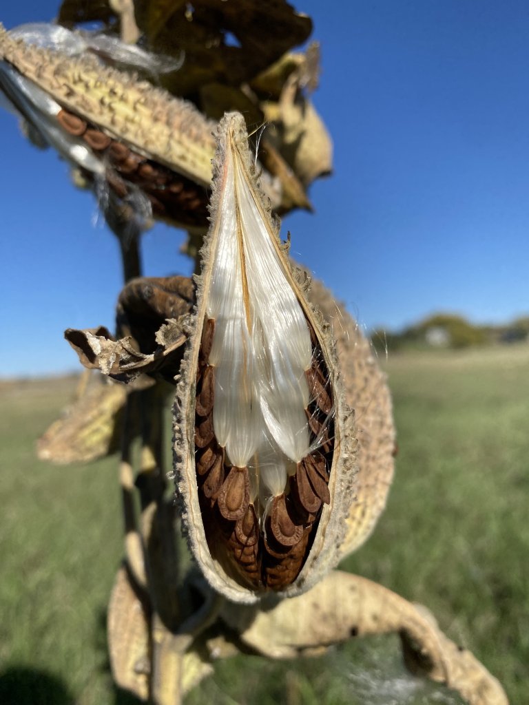 Within the Seed – A Therapeutic Restoration