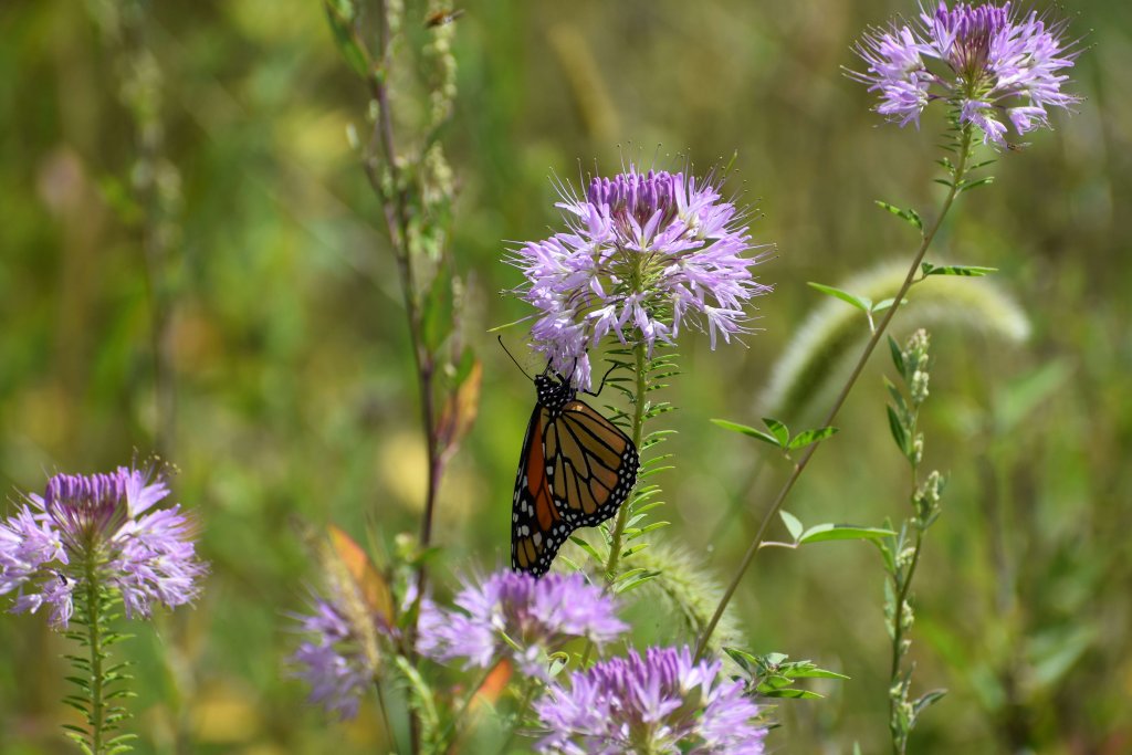 Why Garden? Explore the Benefits of Gardening